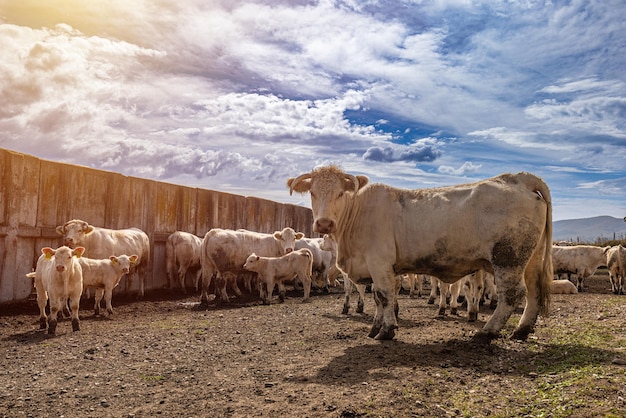 Linda vaca Charolais