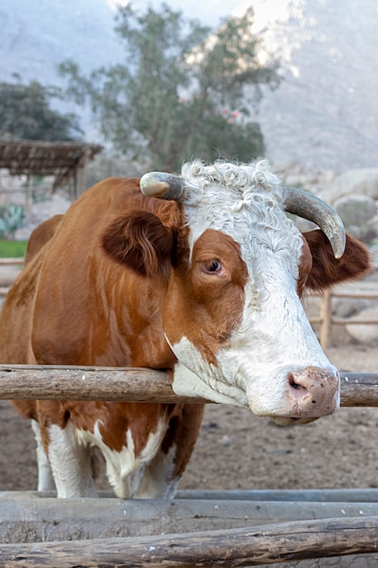 Linda vaca Hereford en la granja