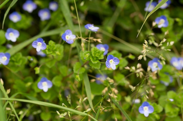 Linda veronica chamadris flores azuis na primavera fundo floral veronica alpine veronica fruticans flor selvagem veronica carvalho