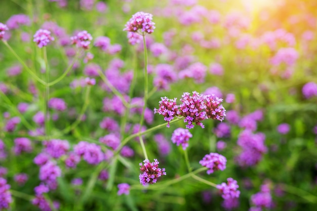 Linda violeta verbena flores