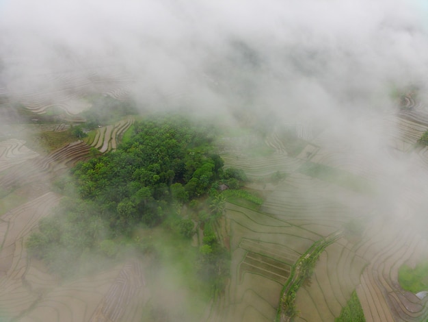Linda vista matinal da Indonésia Foto aérea de campos de arroz verde e florestas durante o nevoeiro