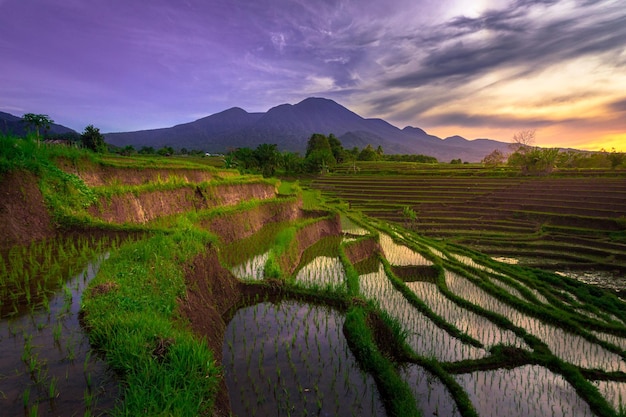 Linda vista matinal da Indonésia Panorama Paisagem de campos de arroz com cor de beleza e céu natural l
