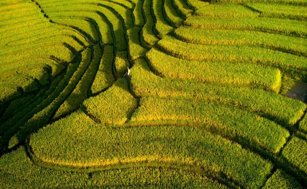 Linda vista matinal da Indonésia Panorama Paisagem de campos de arroz com cor de beleza e céu natural l