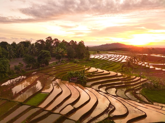 Linda vista matinal indonésia Panorama Landscape campos de arroz com cor de beleza e céu natural
