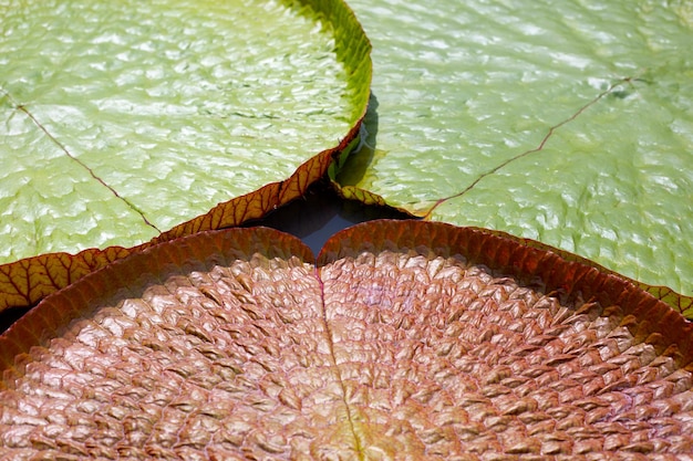 Linda vitória d'água deixa lago de flores de lótus