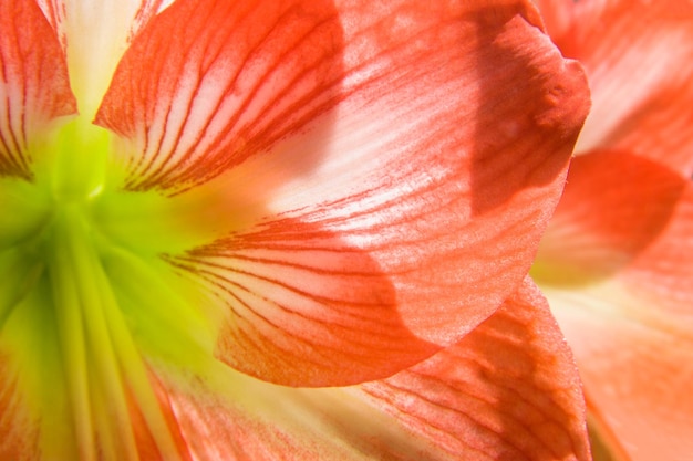 Lindamente florescendo flores de laranja da planta Amaryllis Hippeastrum em close-up