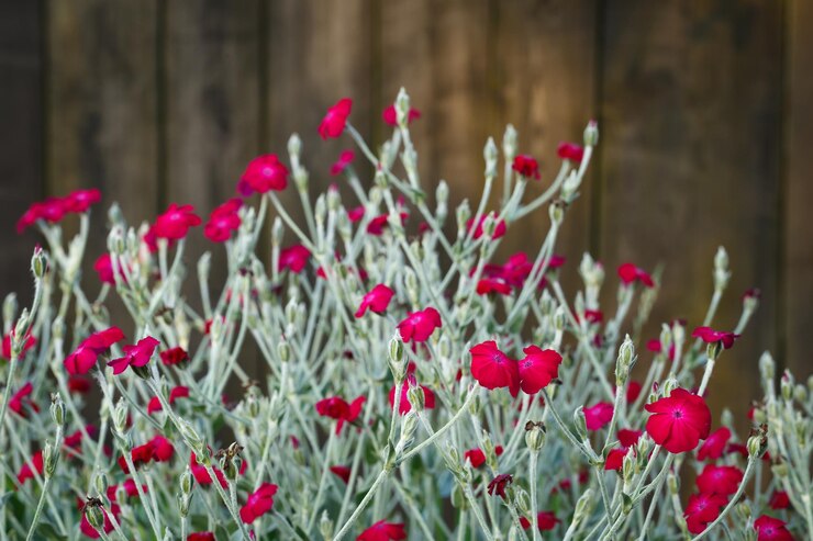 Foto lindamente pequenas flores vermelhas