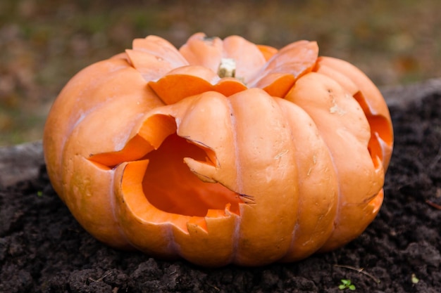 Lindas abóboras para o halloween