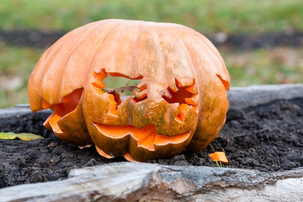 Lindas abóboras para o halloween