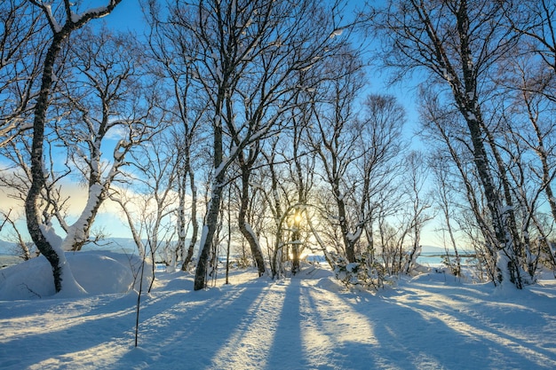 Lindas árvores de paisagem de floresta de inverno cobertas de neve e luz solar dourada