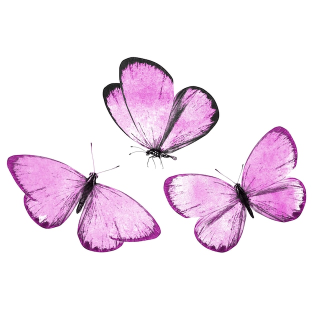 Lindas borboletas violetas tropicais isoladas em um fundo branco. mariposas para design