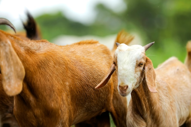 Lindas cabras en el campo verde