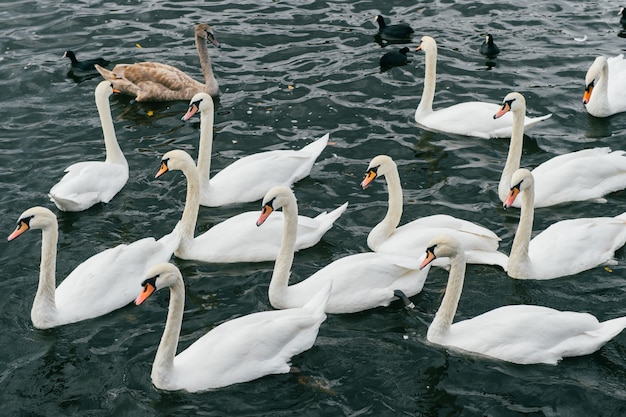 Lindas cisnes e patos nadando no rio.