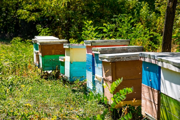 Lindas colmenas de madera con abejas volando sobre el concepto de apicultura Día de verano en el apiario sin gente