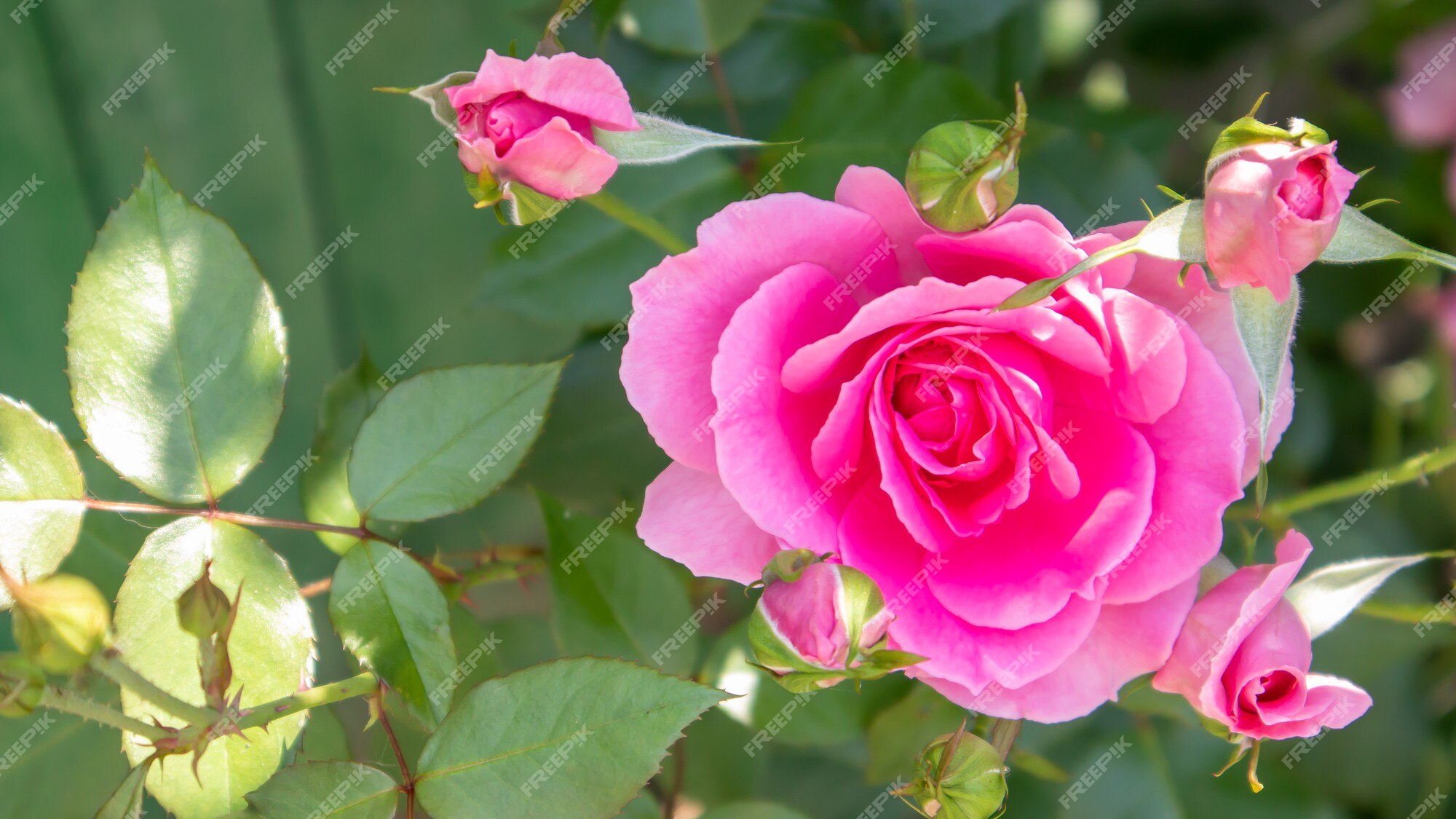 Lindas, coloridas e delicadas rosas florescendo em um jardim rosa. foco  seletivo. fechar-se. | Foto Premium