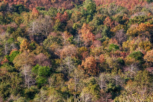 Foto lindas cores da floresta na estação seca.