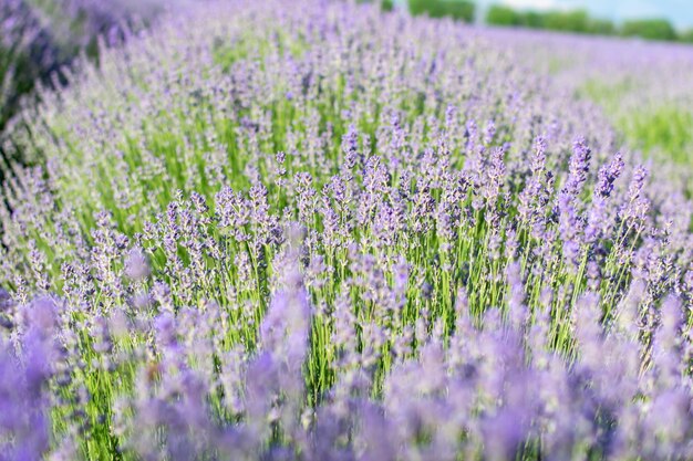 Lindas cores de lavanda durante a estação de floração