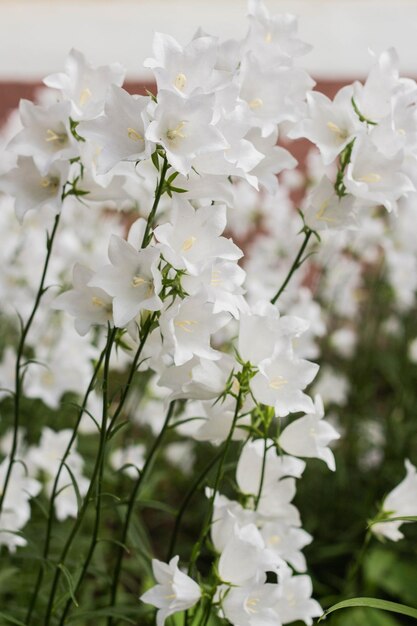 Lindas delicadas flores de sino branco