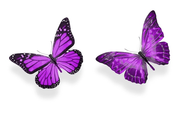 Lindas duas borboletas roxas isoladas no fundo branco