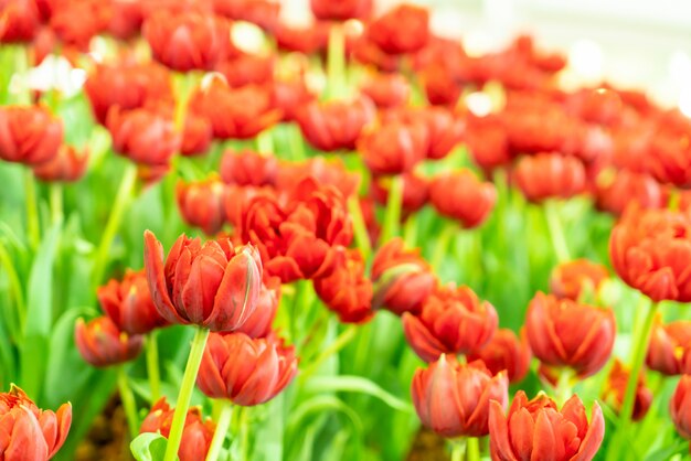 Lindas e coloridas tulipas no jardim