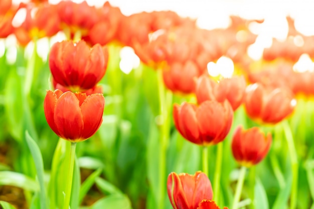 Lindas e coloridas tulipas no jardim