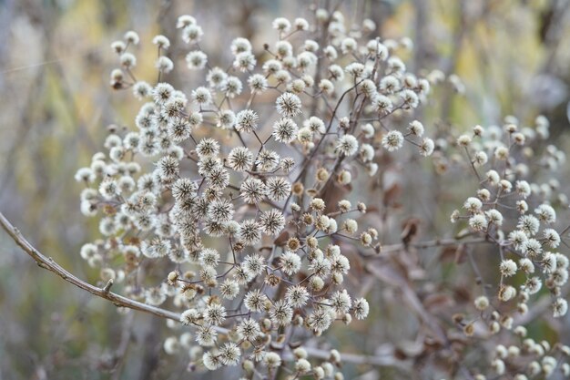 Lindas e delicadas flores pequenas no camping