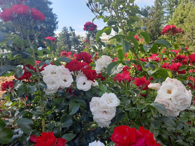 Lindas e delicadas flores rosas no jardim
