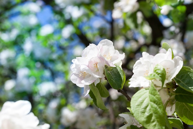 Lindas e grandes flores brancas da árvore frutífera na primavera