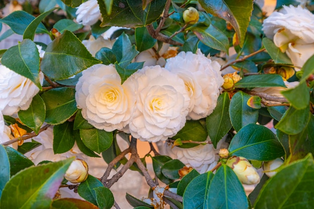 Lindas e vibrantes flores brancas de camélia japonesa de Camelia japonica