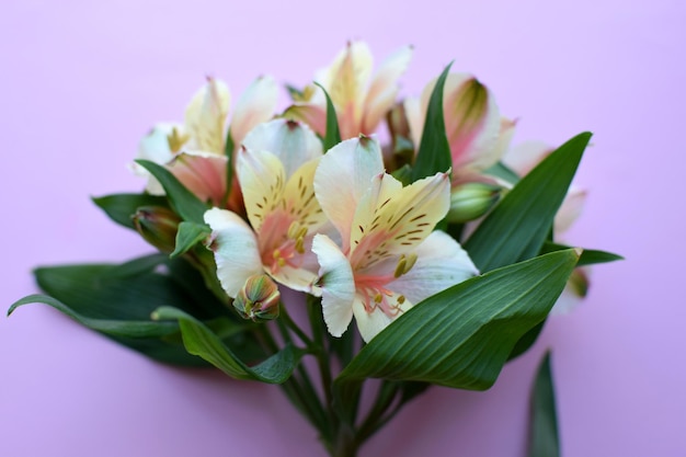 Lindas flores alstroemeria de delicada cor de pêssego em folhas verdes brilhantes lírio peruano