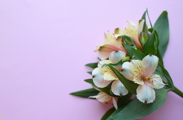 Lindas flores alstroemeria de delicada cor de pêssego em folhas verdes brilhantes lírio peruano