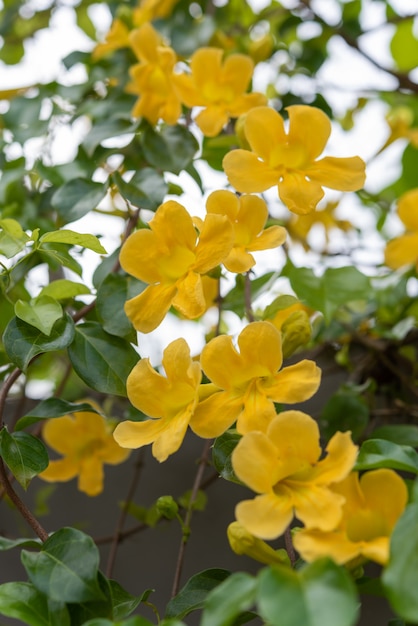 Lindas flores amarelas com folhas verdes Cat&#39;s Claw, Catclaw Vine