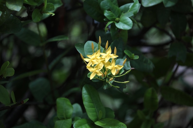 Lindas flores amarelas com folhas verdes escuras, cores Rembrandt