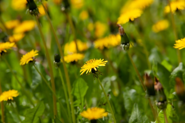 Lindas flores amarelas de dente-de-leão com sementes dente-de-leão com lindas flores amarelas na primavera no campo