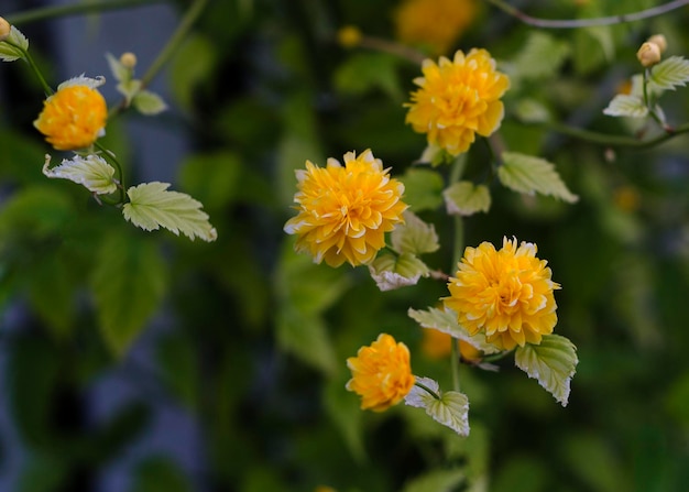 Lindas flores amarelas de Keria japonica