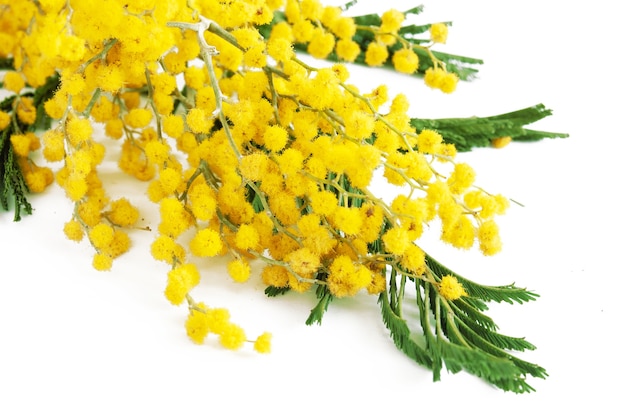 lindas flores amarelas de mimosa isoladas em branco, close-up