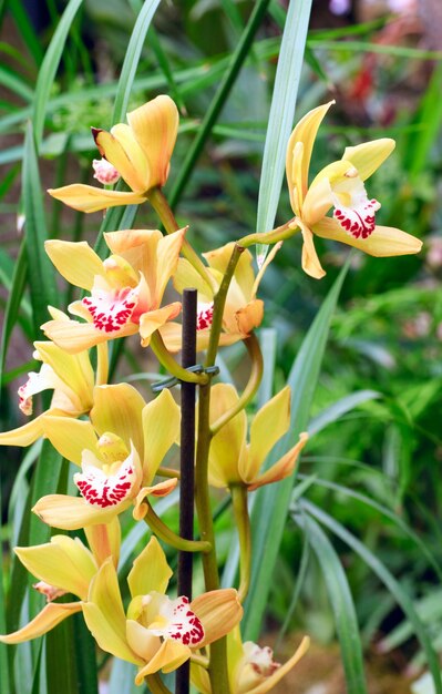 Lindas flores amarelas de orquídea