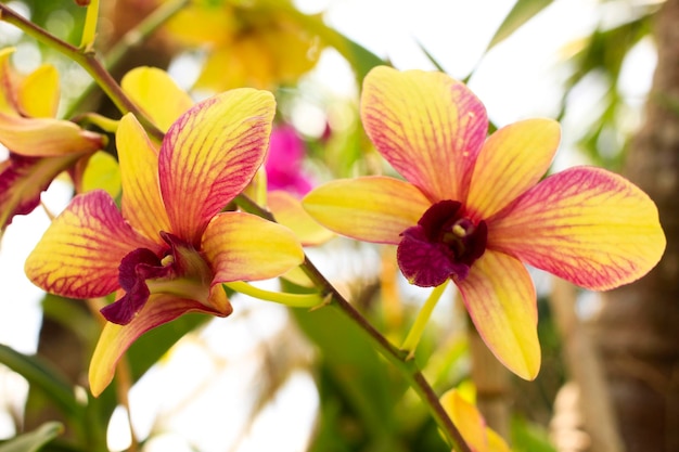 Lindas flores amarelas de orquídeas no jardim