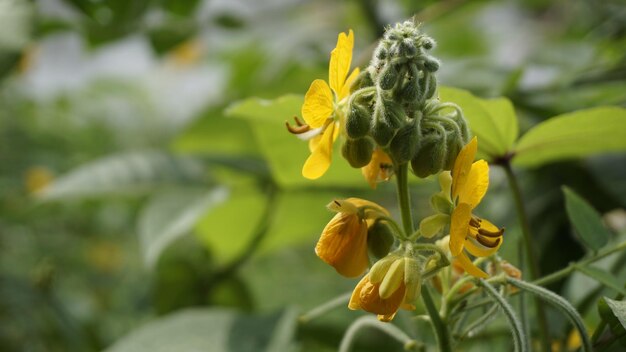 Lindas flores amarelas de Senna hirsuta também conhecidas como Woolly ou Hairy senna juntamente com folhas verdes de fundo