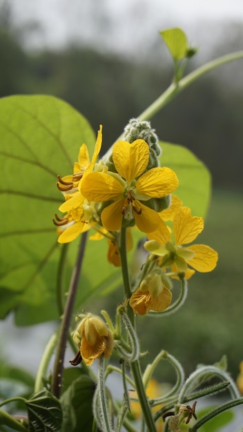 Lindas flores amarelas de Senna hirsuta também conhecidas como Woolly ou Hairy senna juntamente com folhas verdes de fundo