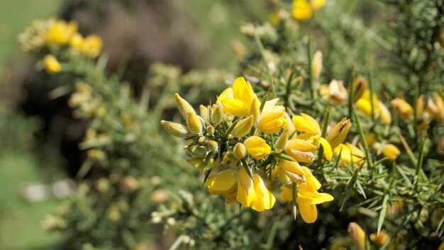 Foto lindas flores amarelas de ulex europaeus também conhecidas como tojo comum