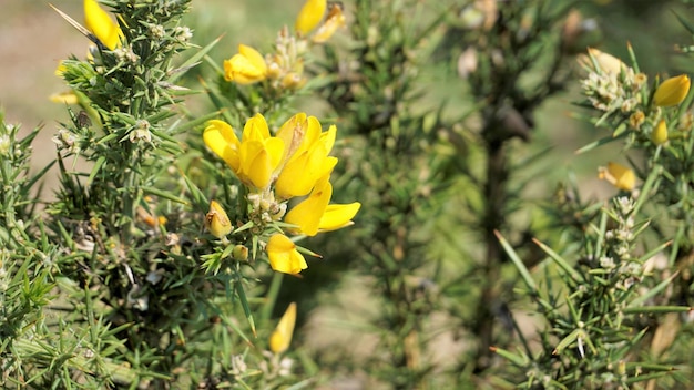 Foto lindas flores amarelas de ulex europaeus também conhecidas como tojo comum