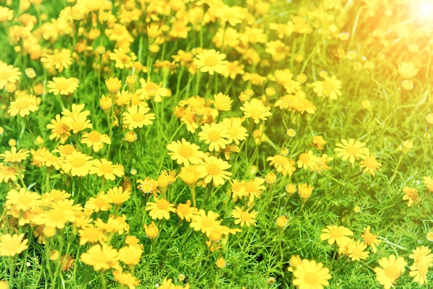 Foto lindas flores amarelas dendranthema boreale em campo verde ensolarado como fundo natural de primavera e verão