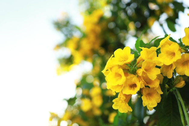 Lindas flores amarelas desabrochando e refrescando na natureza.