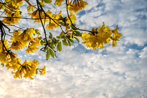 Lindas flores amarelas douradas Tabebuia Chrysotricha da trombeta amarela que estão florescendo com o parque na primavera no jardim e fundo do céu pôr do sol na Tailândia