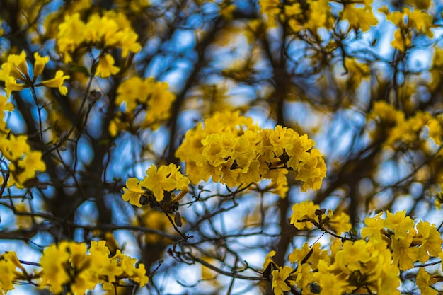 Lindas flores amarelas douradas Tabebuia Chrysotricha da trombeta amarela que estão florescendo com o parque na primavera no jardim e fundo do céu pôr do sol na Tailândia