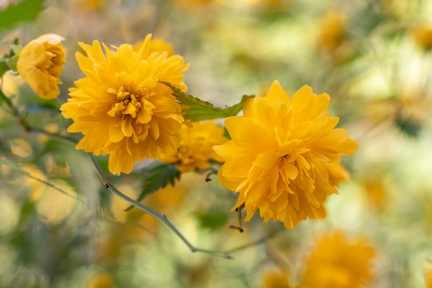 Lindas flores amarelas em fundo desfocado bokeh