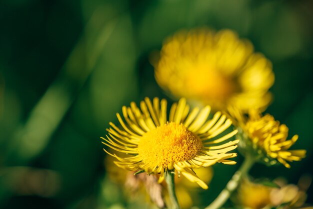 Lindas flores amarelas em fundo desfocado. Foco seletivo.