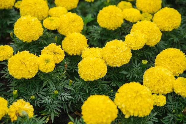 Lindas flores amarelas em um canteiro de flores em um parque urbano Flores de calêndula crescem próximas umas das outras Paisagismo do território Fundo natural