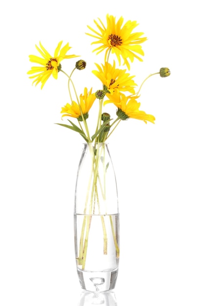 Lindas flores amarelas em vaso isolado em branco